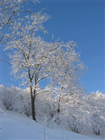 Neve e alberi