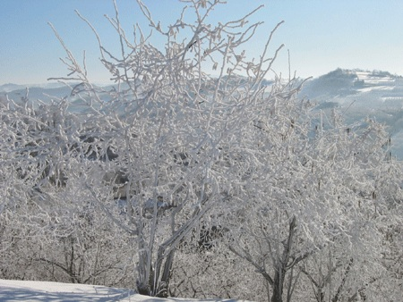 Alberi innevati
